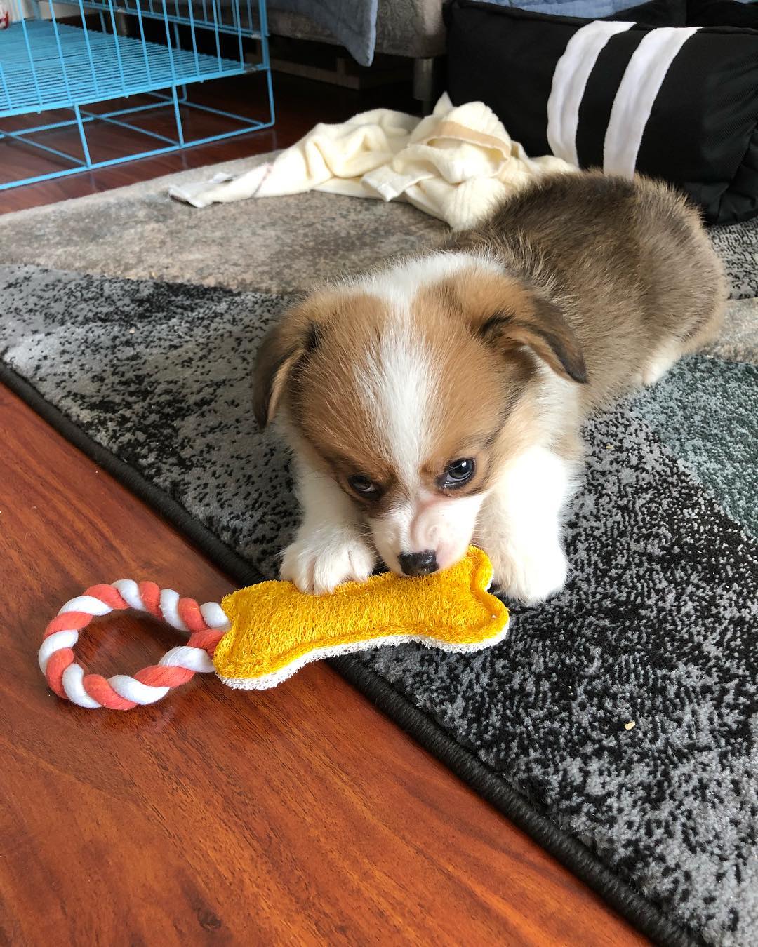 Corgi Welpe